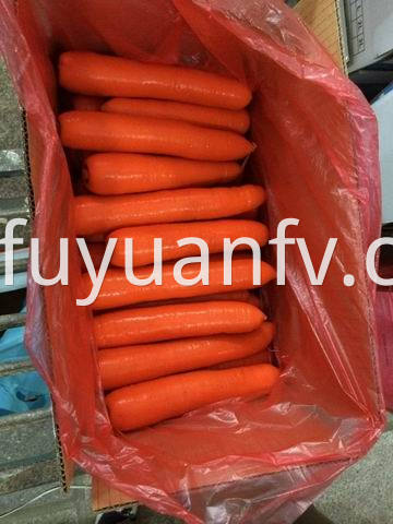 xiamen carrot 